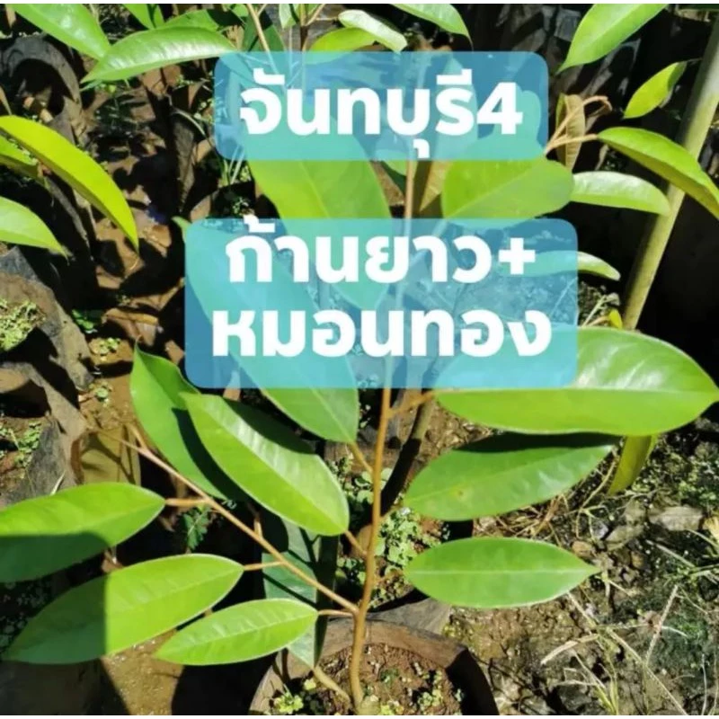 ต้นทุเรียนจันทบุรี4ก้านยาวผสมหมอนทอง