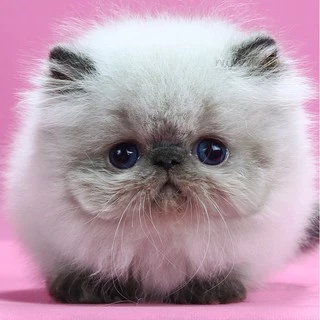 Pet Product
