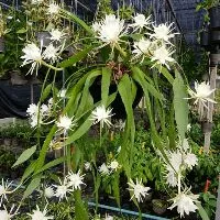 Mam_garden