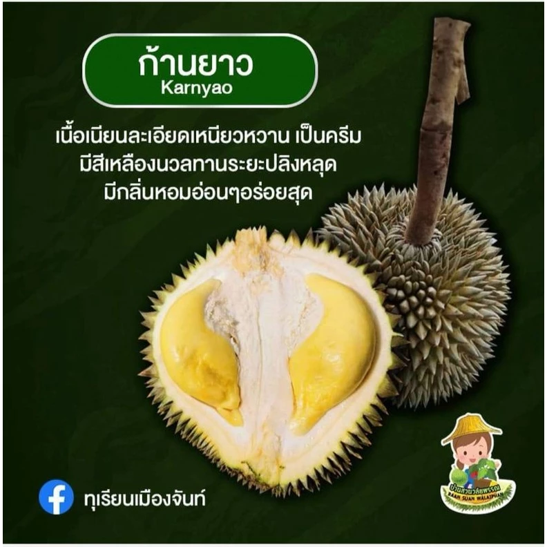 ต้นทุเรียนสายพันธุ์ก้านยาวความสูงประมาณ40-50ซม