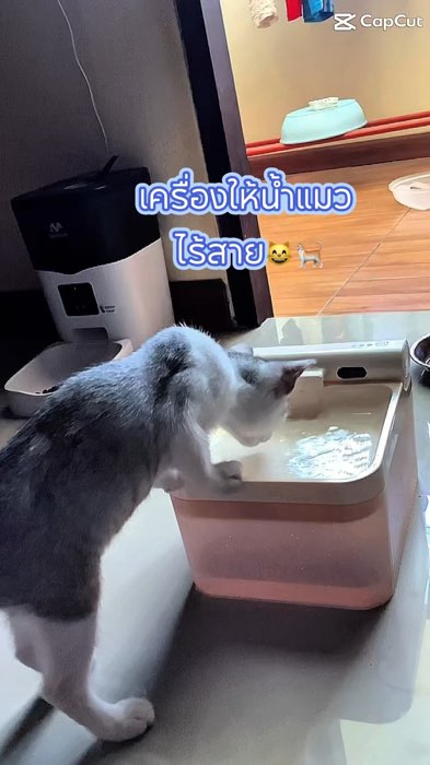 Để cho vòi nước mèo giúp tăng cơn thèm uống nước của mèo con #mèo #vòi_nước_mèo #nước #vòi_nước