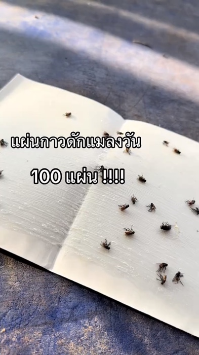 กาวดักแมลงวัน 1มัด 100แผ่น Dahaoแท้ พร้อมส่ง#ราคาถูก #shopee #ของดี #แมลงวัน #ดักแมลงวัน