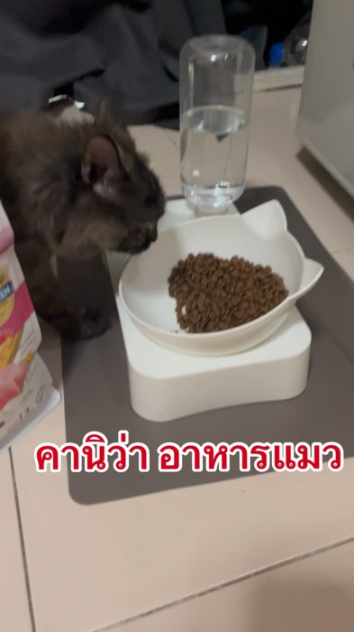 คานิว่า làm hài lòng người yêu mèo #ShopeeVideoMission #ของเด็ดแอปส้ม #ของปังดังในแอปส้ม #ShopeeVideo #สายแฟแอปส้ม #อาหารแมว #คานิว่า