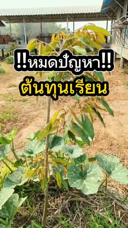 หมดปัญหาต้นทุเรียนไม่สวย ต้นแคระแกน ใบเหลือง ไม่แตกยอด โตช้า #ปุ๋ยอินทรีย์ชีวภาพ #ค้างคาวดี #บลีเอสพลัส #ปุ๋ยทุเรียนเล็ก #ปุ๋ยน้ำทางใบ