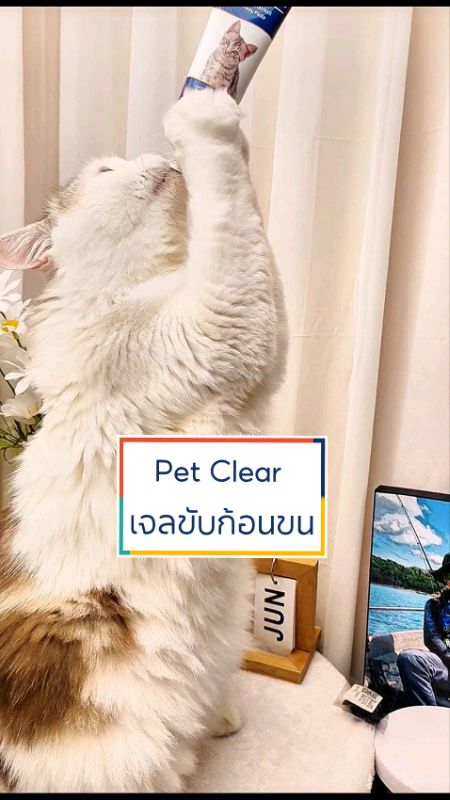 #petclear #เจลขับก้อนขน #เจลช่วยขับก้อนขน #บำรุงขน #ช่วยระบบขับถ่าย #โพรไบโอติก