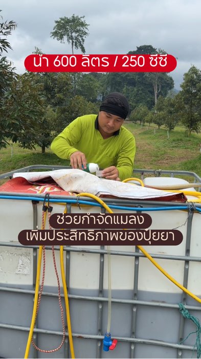 #สารจับใบ Đừng quên bôi mỗi lần nhé, giúp tăng hiệu quả của phân bón, giúp tiêu diệt sâu bệnh và các bệnh cây khác nhau #กำจัดแมลง