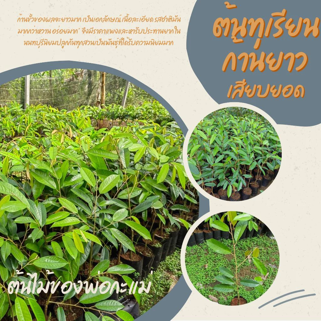 ต้นทุเรียนก้านยาวนน(เสียบยอด)2ต้นสูง 50-60 ซม.