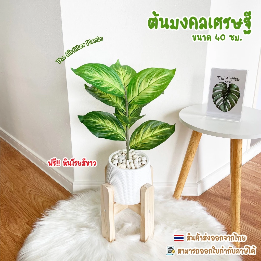 ต้นมงคลเศรษฐี สูง 35–45 ซม. แถมหินโรยกระถาง