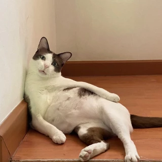 ruji78